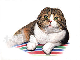 彩鉛作品－折耳貓