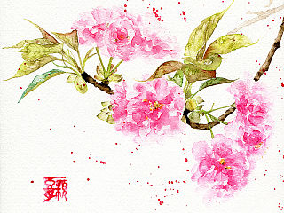 水彩插画——樱花