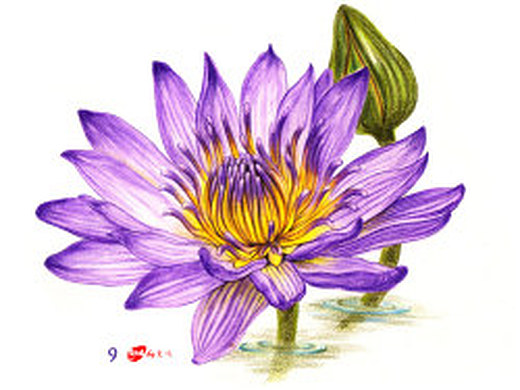 水溶彩铅花卉《睡莲》简易教程