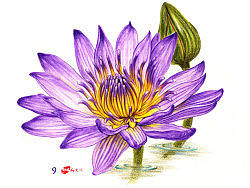 水溶彩铅花卉《睡莲》简易教程