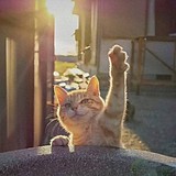 丶三条鱼的头像