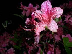 露水（个人主页-ZOTYxOTcy） - 风光摄影 - 站酷设计师吴焘DESIGN原创素材 - 站酷ZCOOL