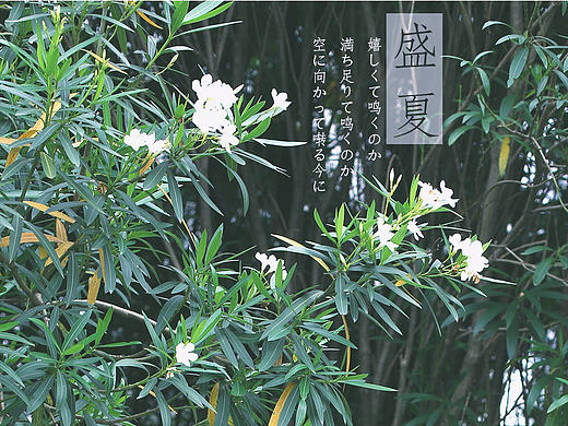 她的小世界