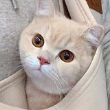 叶公好猫的头像