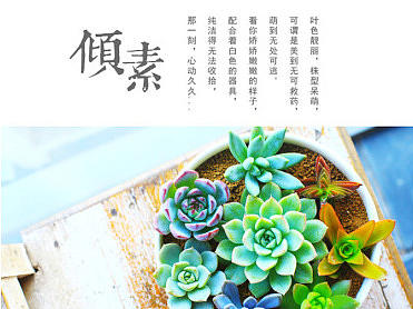 多肉君萌萌哒（绿植）——百图斩计划09