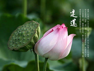 妙香山 食品 建宁莲子 详情页