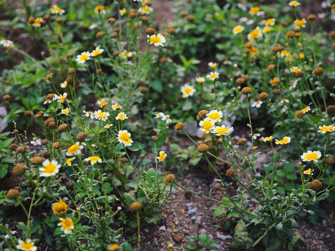 深圳难得遇见的菜花（个人主页-ZMjQxNjA3MDA=） - 产品摄影 - 站酷设计师石姬SHIKI原创素材 - 站酷ZCOOL