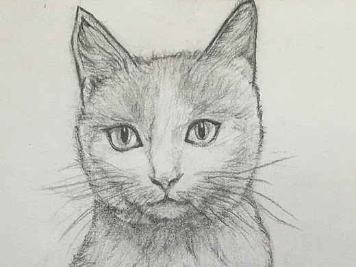 猫-铅笔画【第一弹】纯艺术-绘画405076年前添加表情还没有收到留言