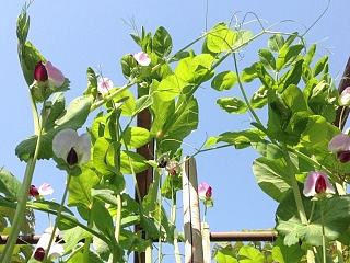 楼顶的菜园（个人主页-ZNjUzNzUwOA==） - 风光摄影 - 站酷设计师轧马鹿原创素材 - 站酷ZCOOL