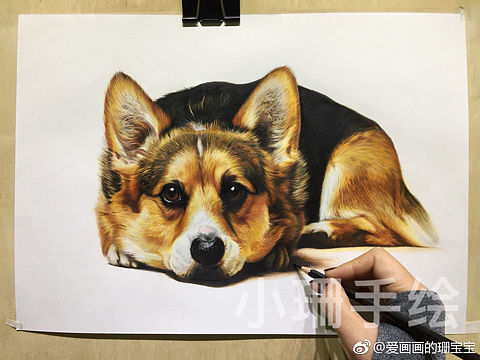 萌宠绘狗狗