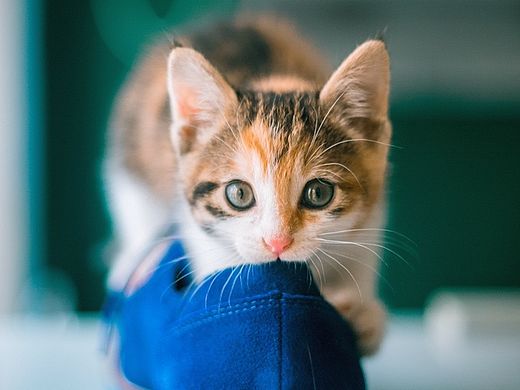 【喵呜画报】第十三期 