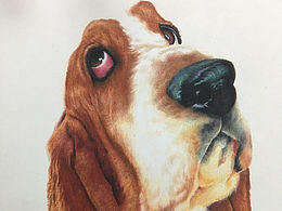 520.  一只狗:dog: