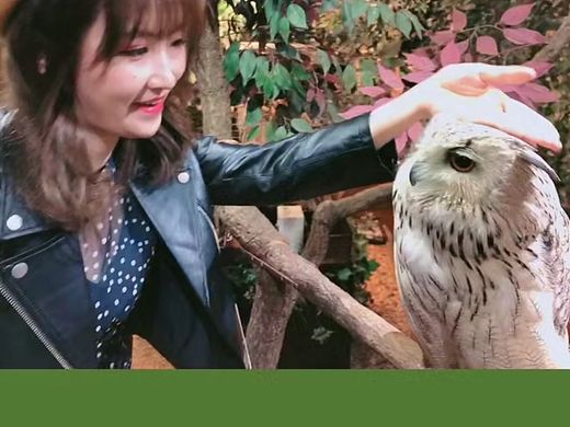 撸啊撸我的猫头鹰