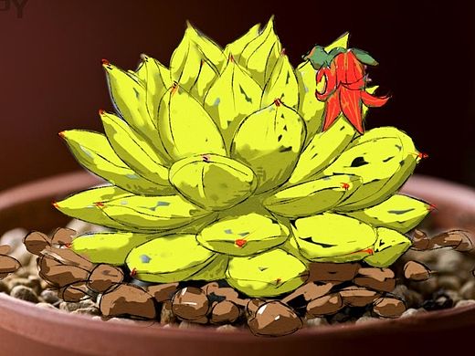 多肉 水彩 插画
