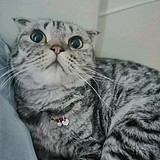 英俊又不凡的头像