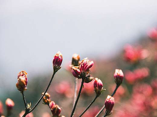 杜鹃花海