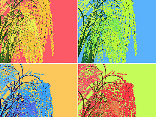 色彩构成——水稻