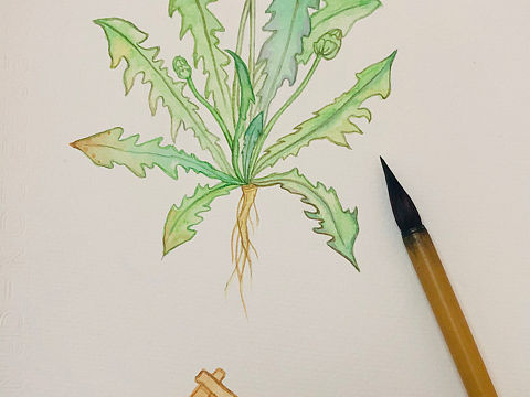 水彩植物