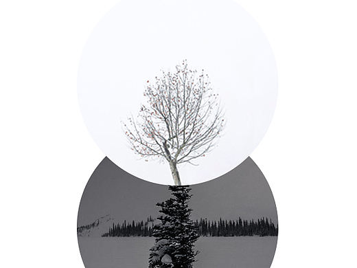 迟来的小雪（哦.不！宁波的冬天没有雪）