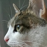明將的头像