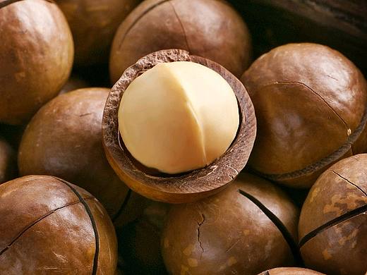 夏威夷坚果拍摄