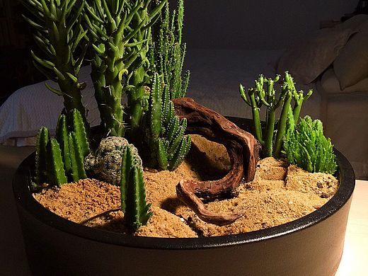 沙漠主题盆景