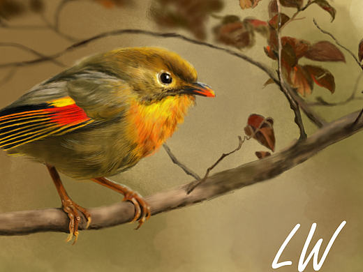 红嘴相思鸟绘画全程解析~~~~~（个人主页-ZMTYwMjMxNzY=） - 商业插画 - 站酷设计师BELLALIU6原创素材 - 站酷ZCOOL