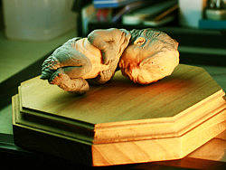 究極model studio原創系列「異產室」-嬰兒蛹