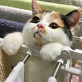 黄诗蓓的头像