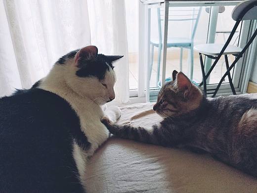 我今天想晒猫了