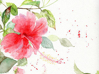 水彩插画——扶桑