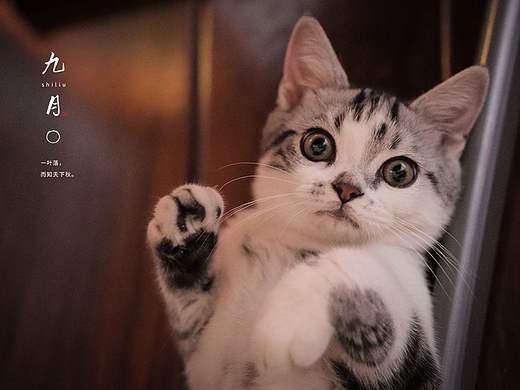斯特猫的日记