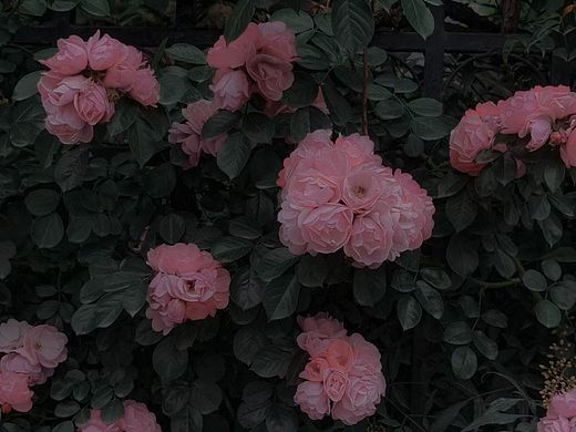 盛开的花朵