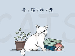 養(yǎng)貓貓推薦用品