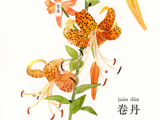 花·图鉴 「三」