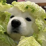 迪斯尼在逃南瓜车的头像