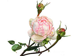 花草虫鱼