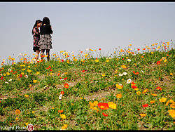 游成都青白江樱花节