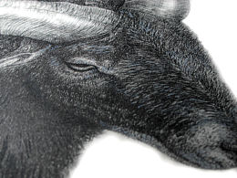 钢笔画《羚羊》