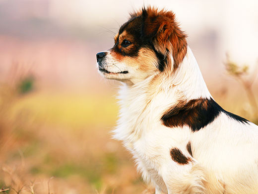 守望（個人主頁-ZMjgzMzMzNjA=） - 寵物攝影 - 站酷設(shè)計師steven690原創(chuàng)素材 - 站酷ZCOOL