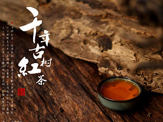 给厦门“遇上茗茶”店拍摄的“千年古树红茶”
