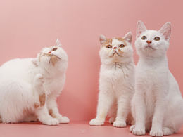 骨折小白，三葉草加菲，皇冠加菲，抱腰三花