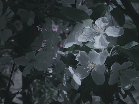 清澈纯净/花（个人主页-ZMzE2Mzc5MDA=） - 风光摄影 - 站酷设计师pshark原创素材 - 站酷ZCOOL