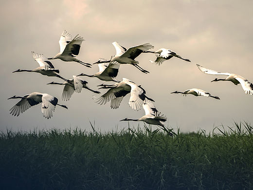 我心飛翔（個人主頁-ZNDgwNjQ0NzY=） - 寵物攝影 - 站酷設(shè)計師Z51036433原創(chuàng)素材 - 站酷ZCOOL