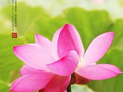 《荷花·情》摄影小作 9P