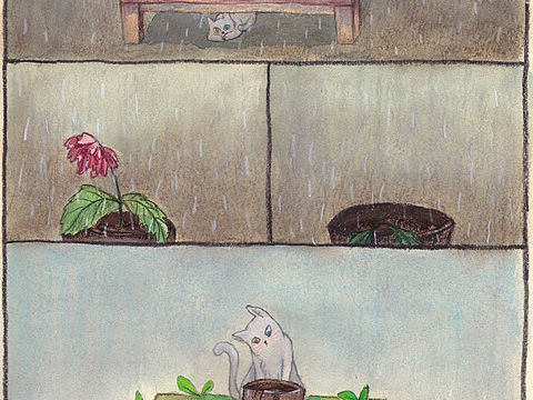 成长的桌子和猫