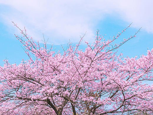樱花