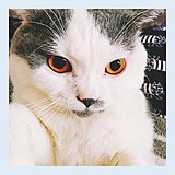show仪的头像
