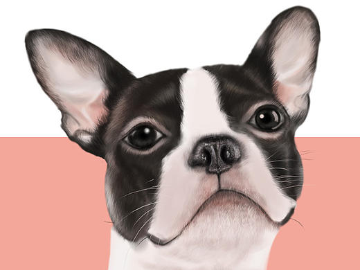 手繪-動物（個人主頁-ZMjE0OTg3MzI=） - 創(chuàng)作習(xí)作 - 站酷設(shè)計師K先森_Kaysen原創(chuàng)素材 - 站酷ZCOOL