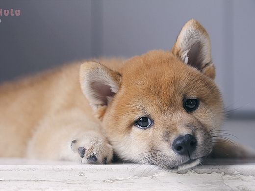 柴犬 Hulu